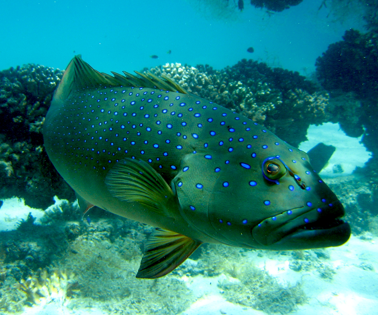 Bar-cheek coral trout