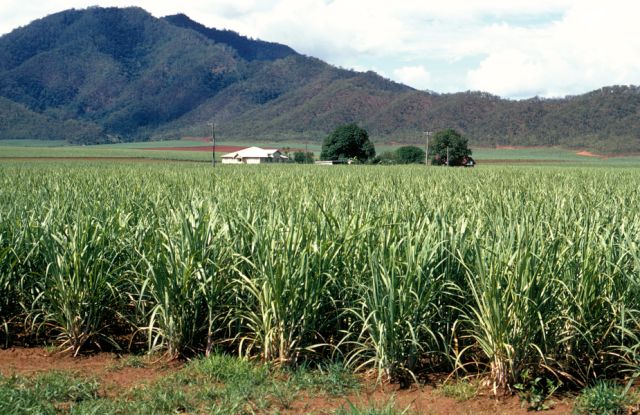 Sugar cane