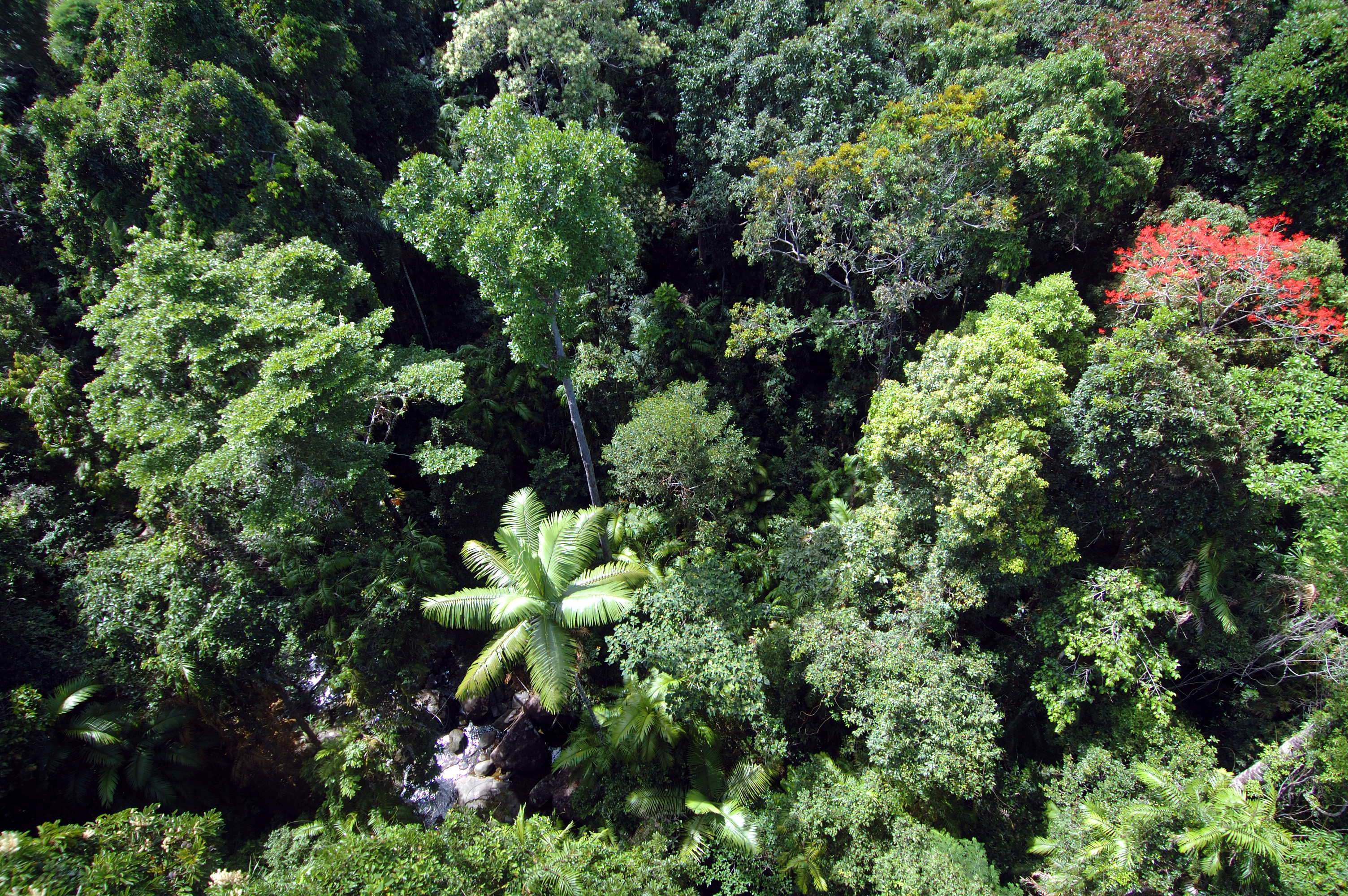 Rainforest canopy
