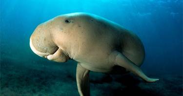 Dugong