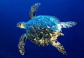 Hawksbill turtle