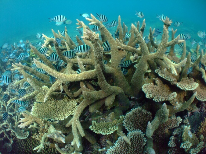 Coral reef ecosystem