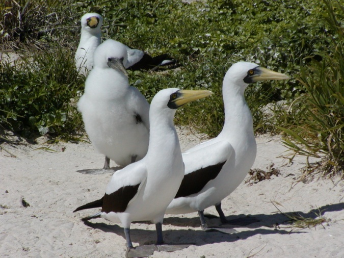 Masked Booby