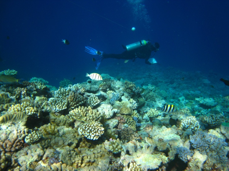 Recording the abundance of fish