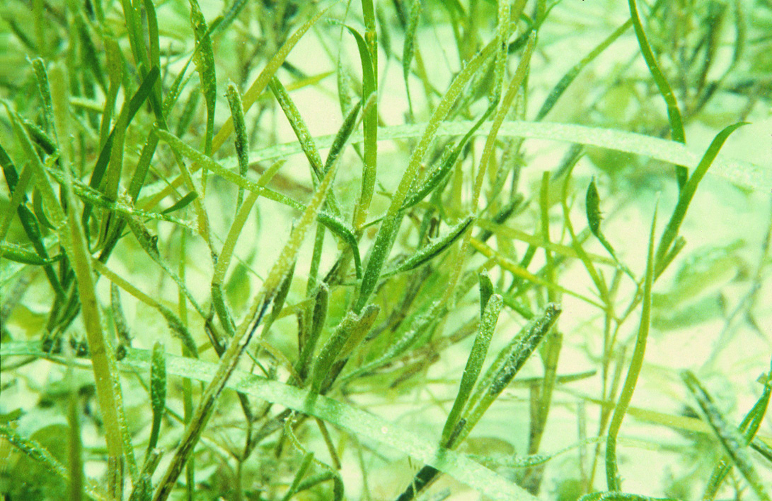 Seagrass