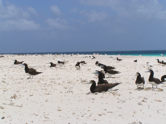 Brown boobies