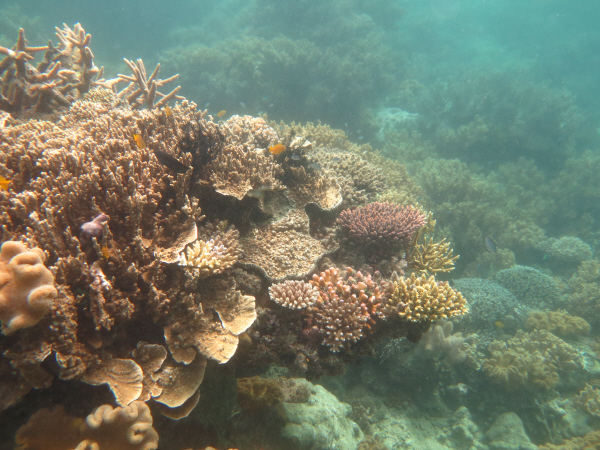 Mer Reef back