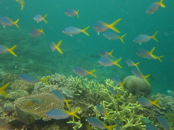 Mer Reef first flank