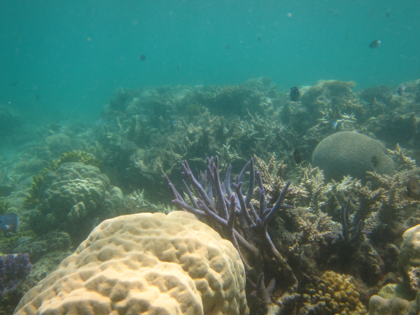 Waier And Dauar Reef back