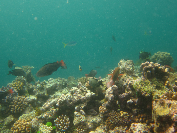Waier And Dauar Reef front