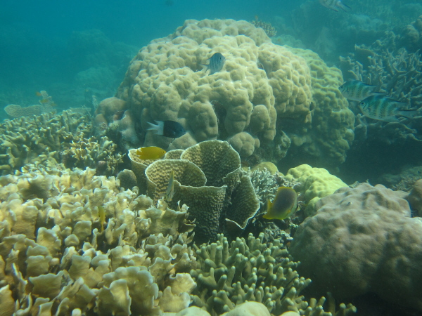 Masig Reef back