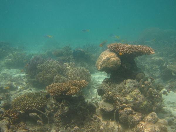 Aukane Reef first flank