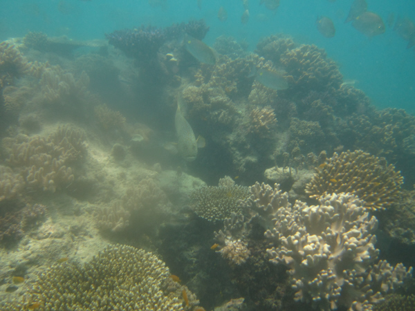 Aukane Reef front