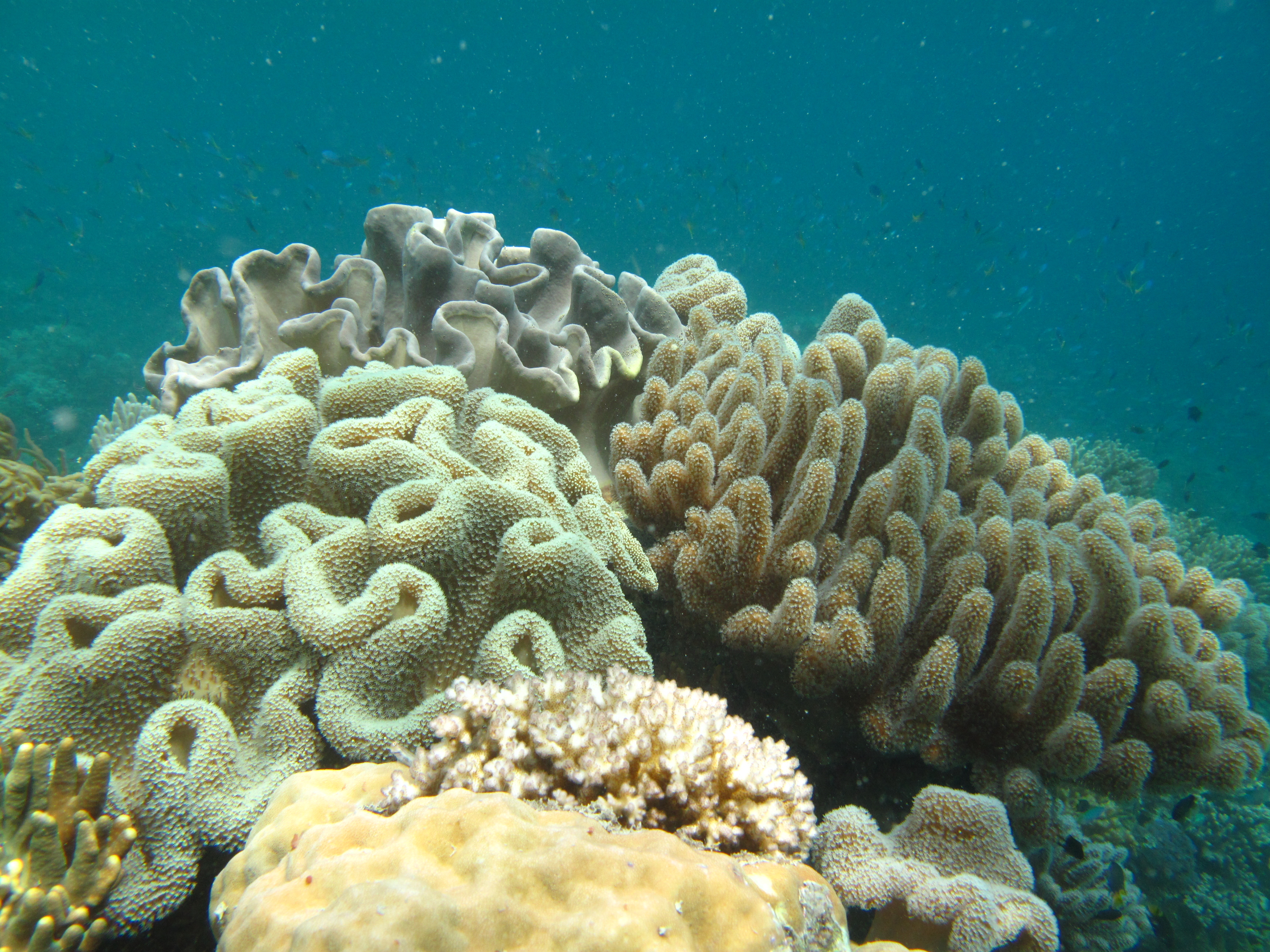Erub Reef