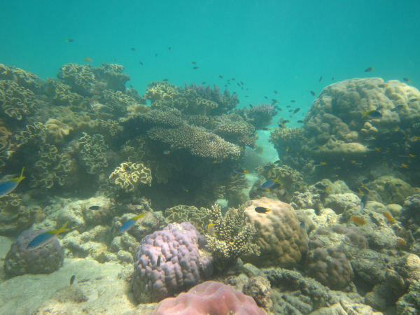 Aureed Reef first flank