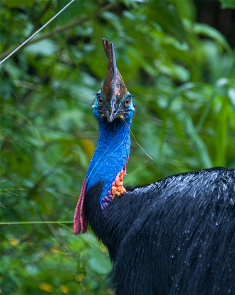 Cassowary