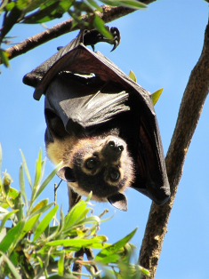 Spectacled Flying Fox