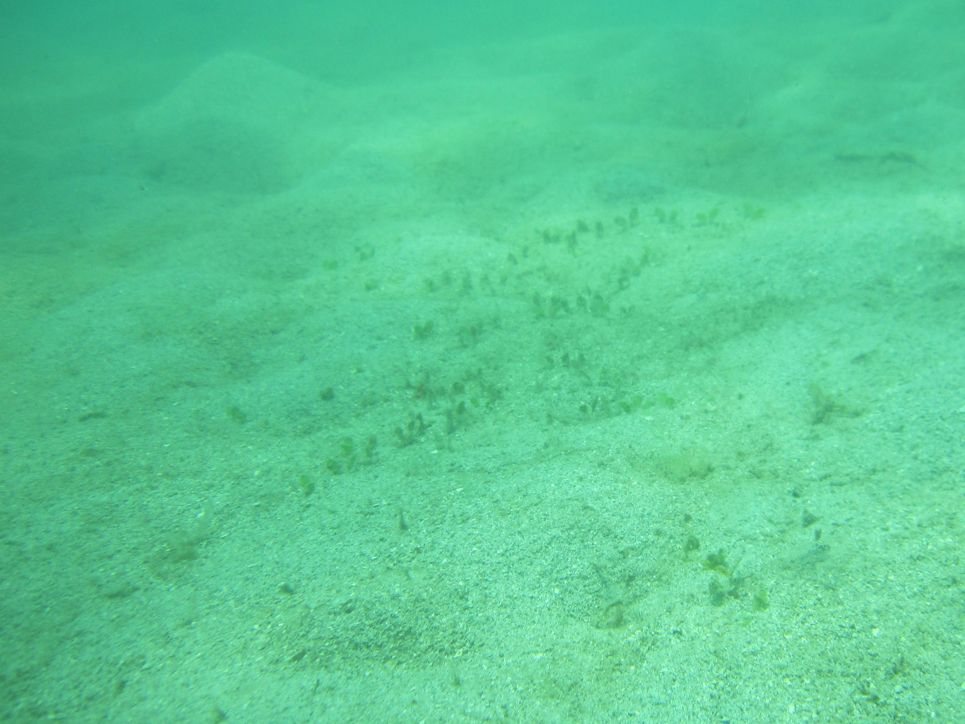 Deepwater Halophila meadow at Low Isles.