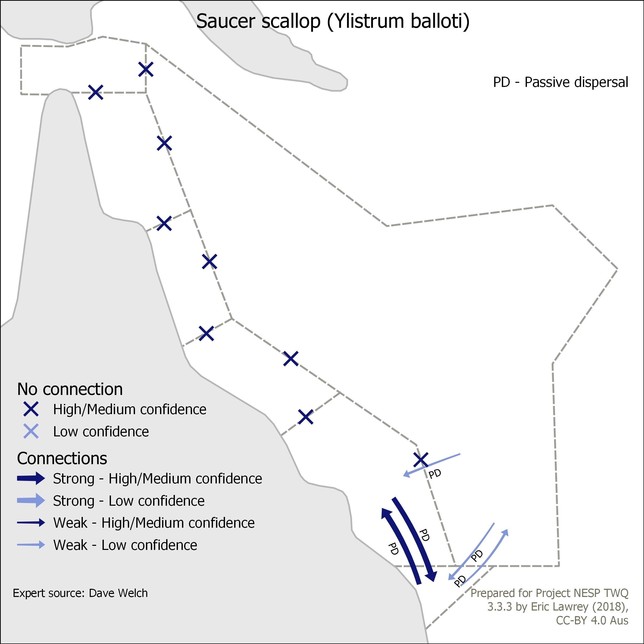 Saucer scallop (Ylistrum balloti)