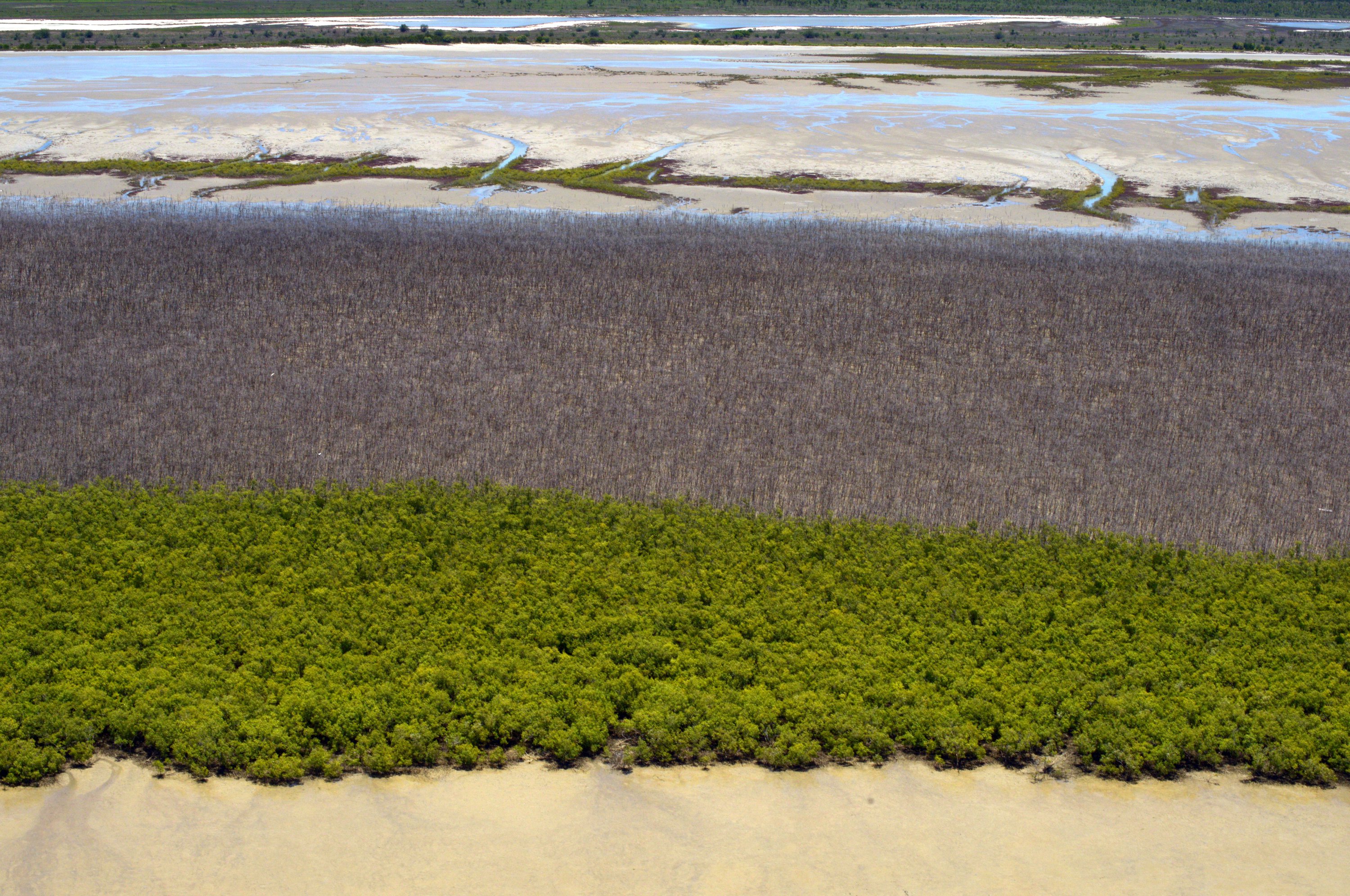 Mangrove dieback from 2015-2016 in the upper fringe (Shore FID 9796, NESP TWQ 4.13)