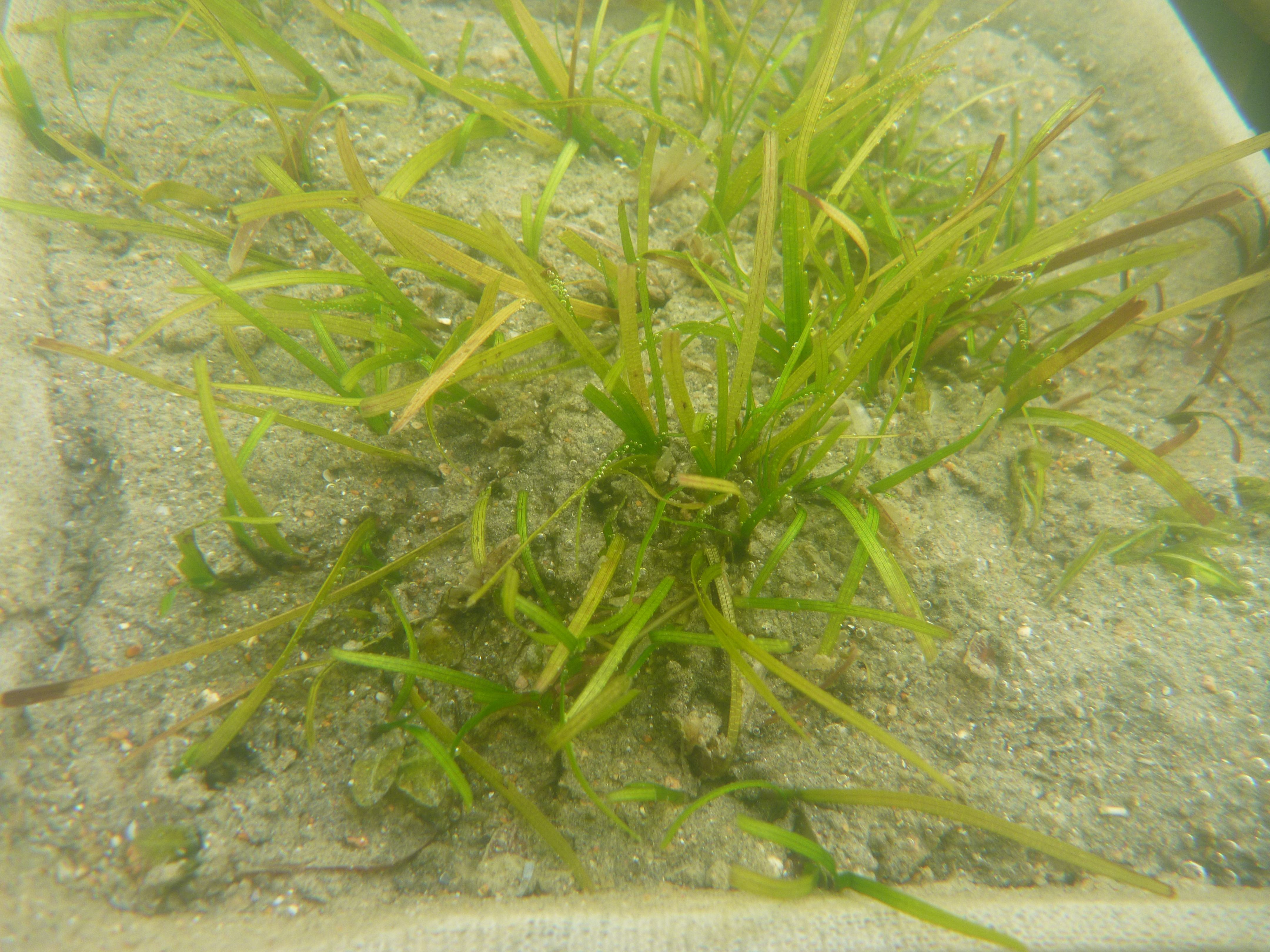 Low salinity experimentation on seagrass