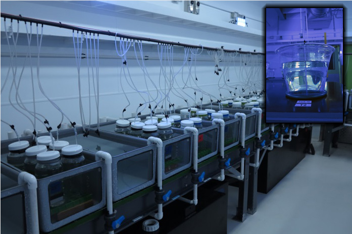 AIMS SEASIM Crown-of-Thorns Starfish (COTS) larvae experiment