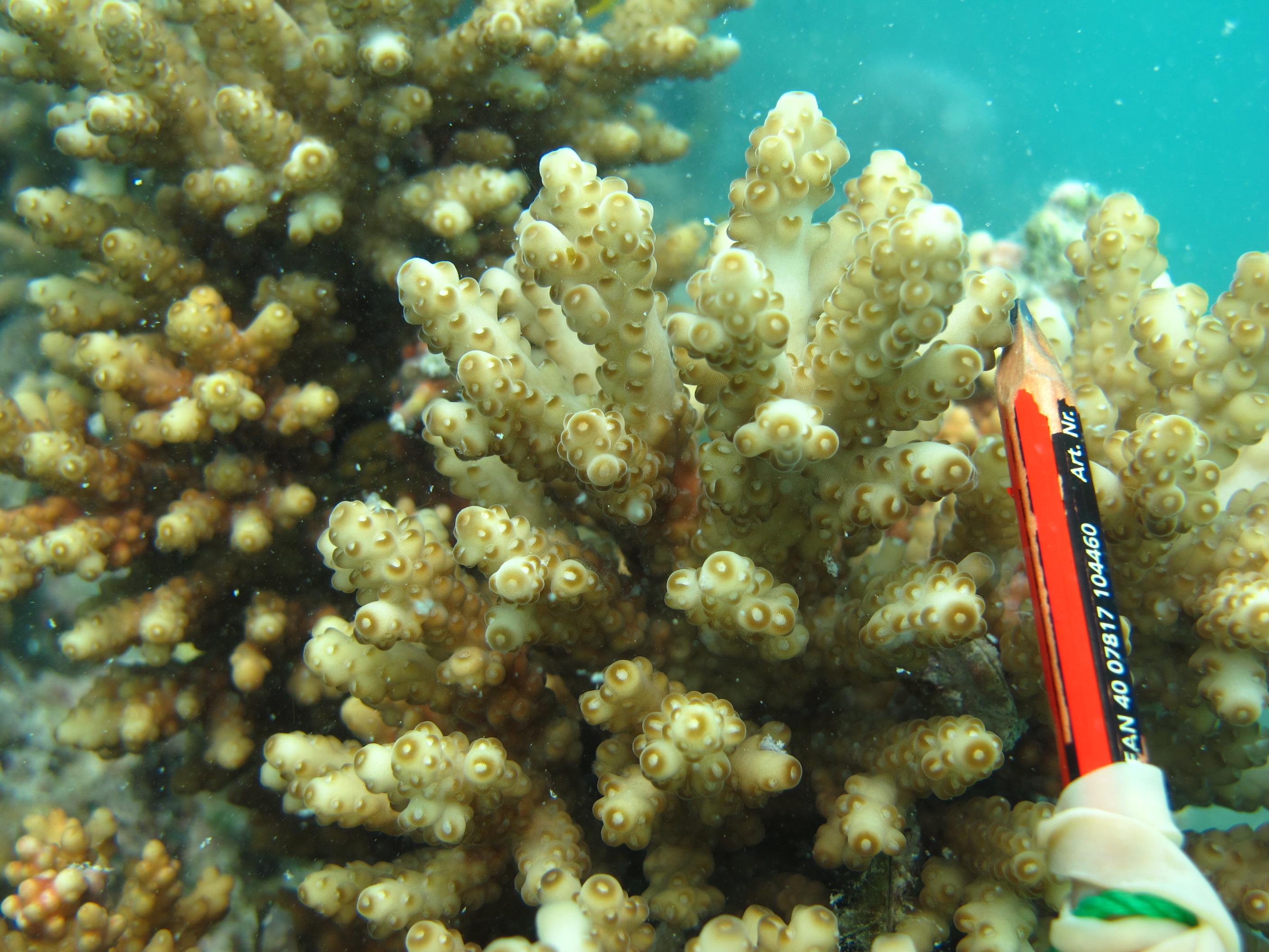 Acropora rosaria