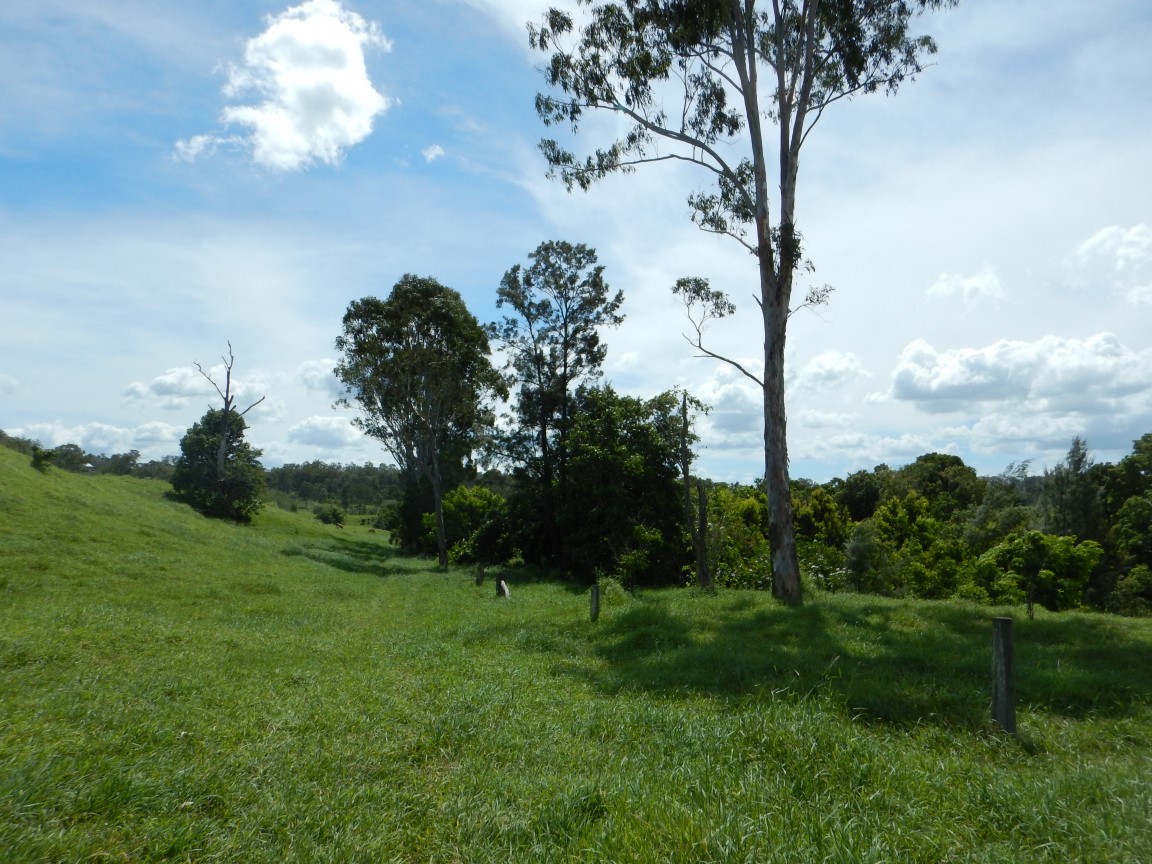 Riparian remediation project site