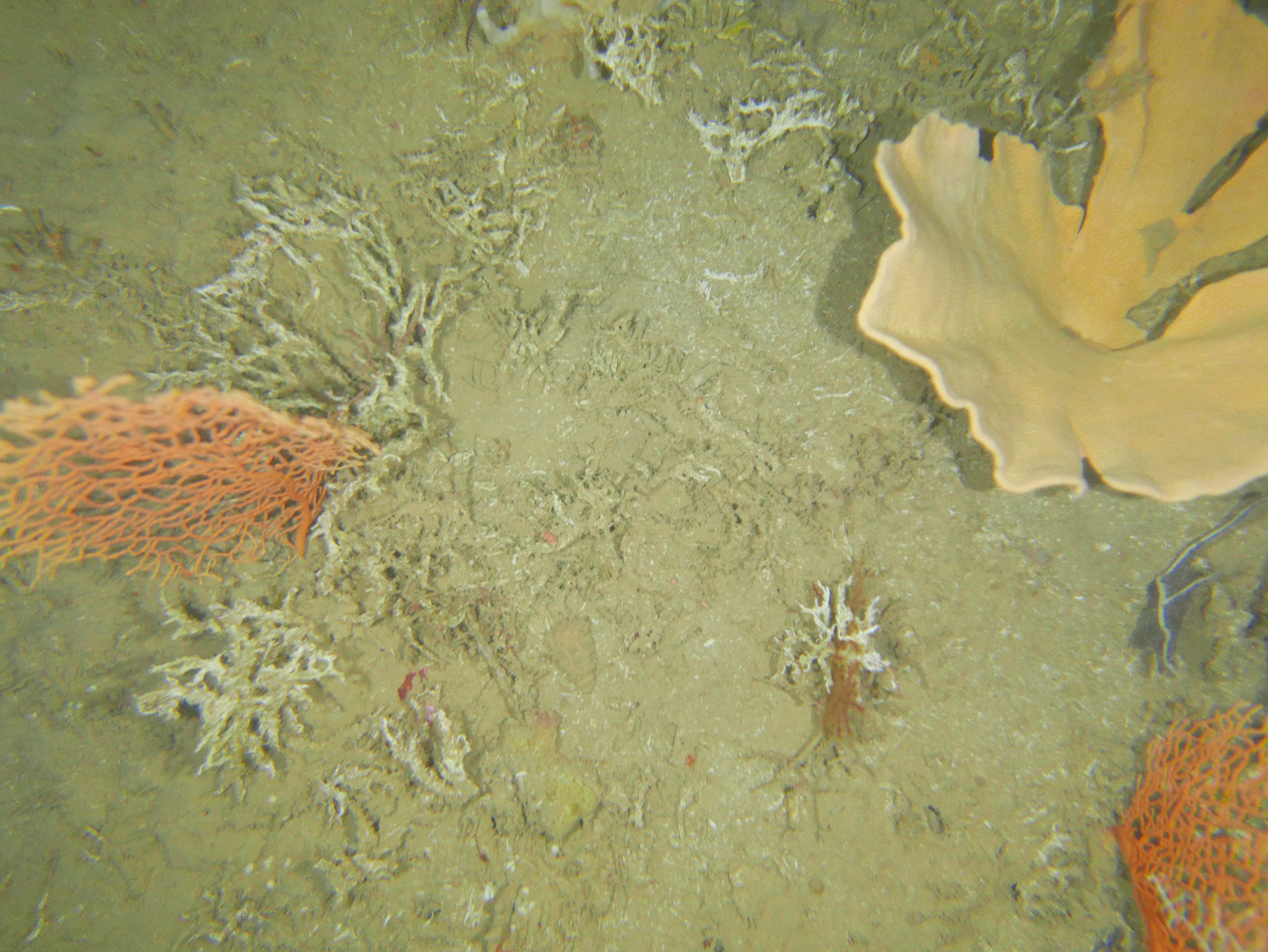 NWS2S benthic habitat still Area 1 Tow 3 Photo 1