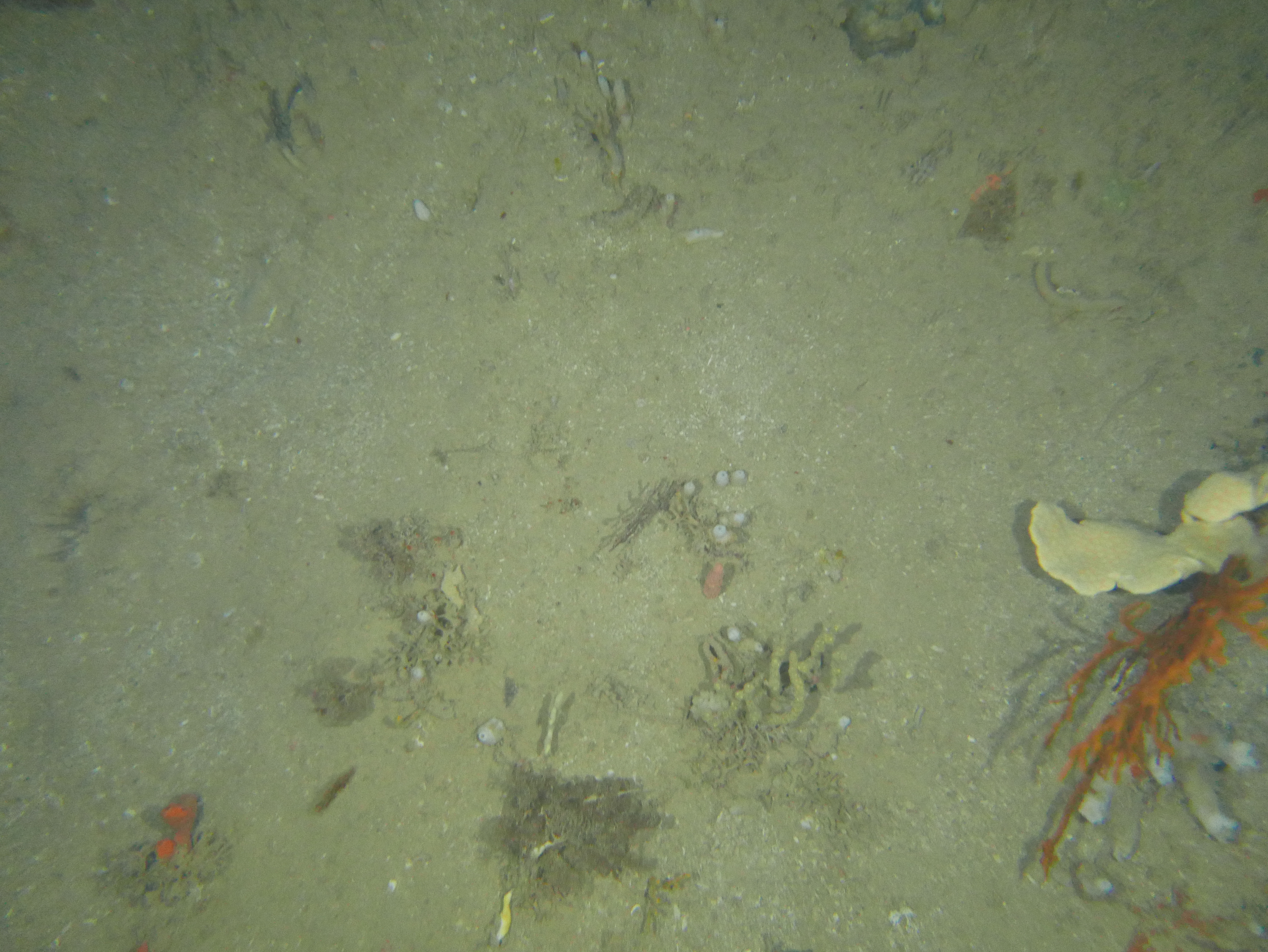 NWS2S benthic habitat still Area 1 Tow 3 Photo 2