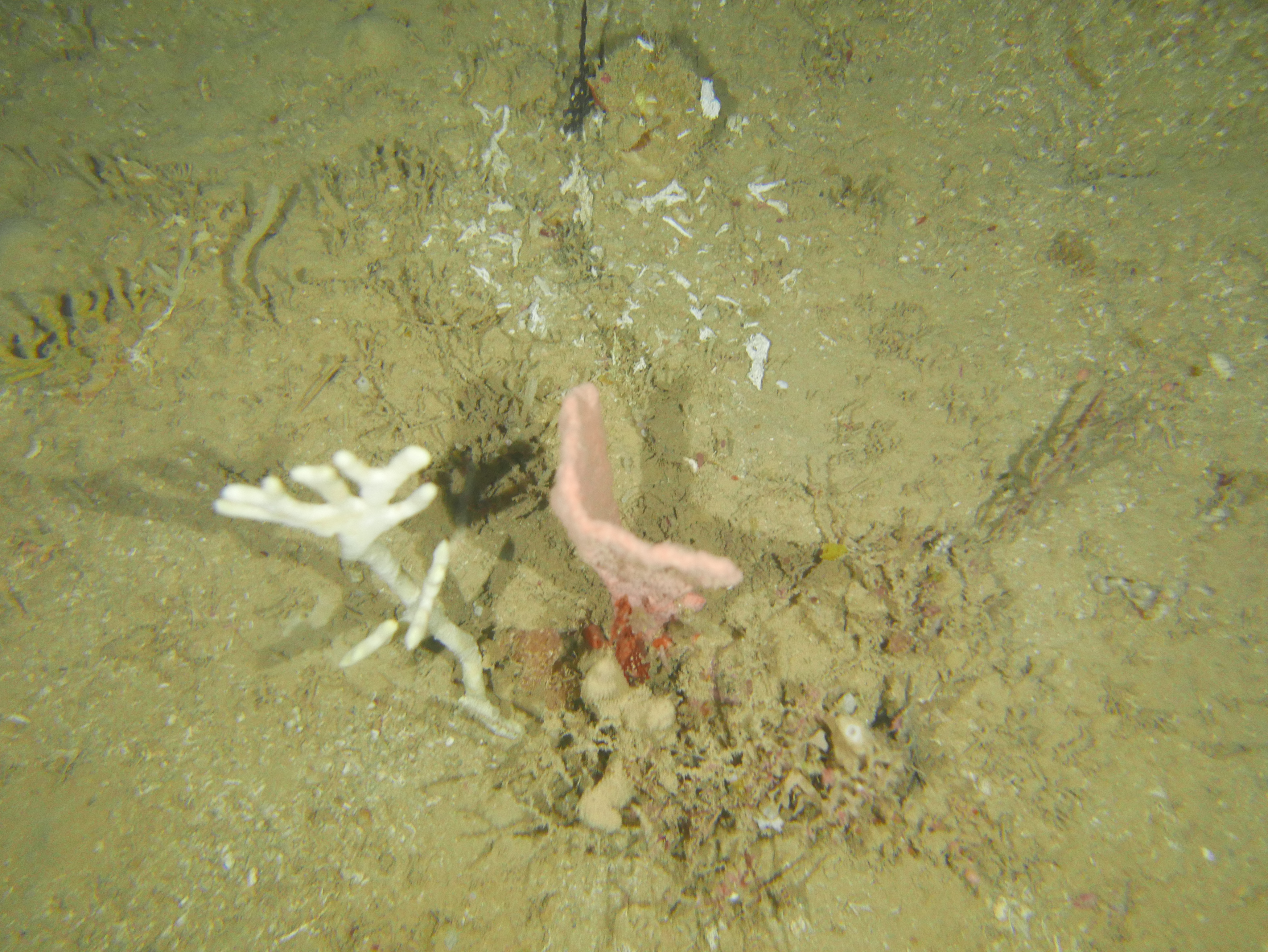 NWS2S benthic habitat still Area 1 Tow 3 Photo 4