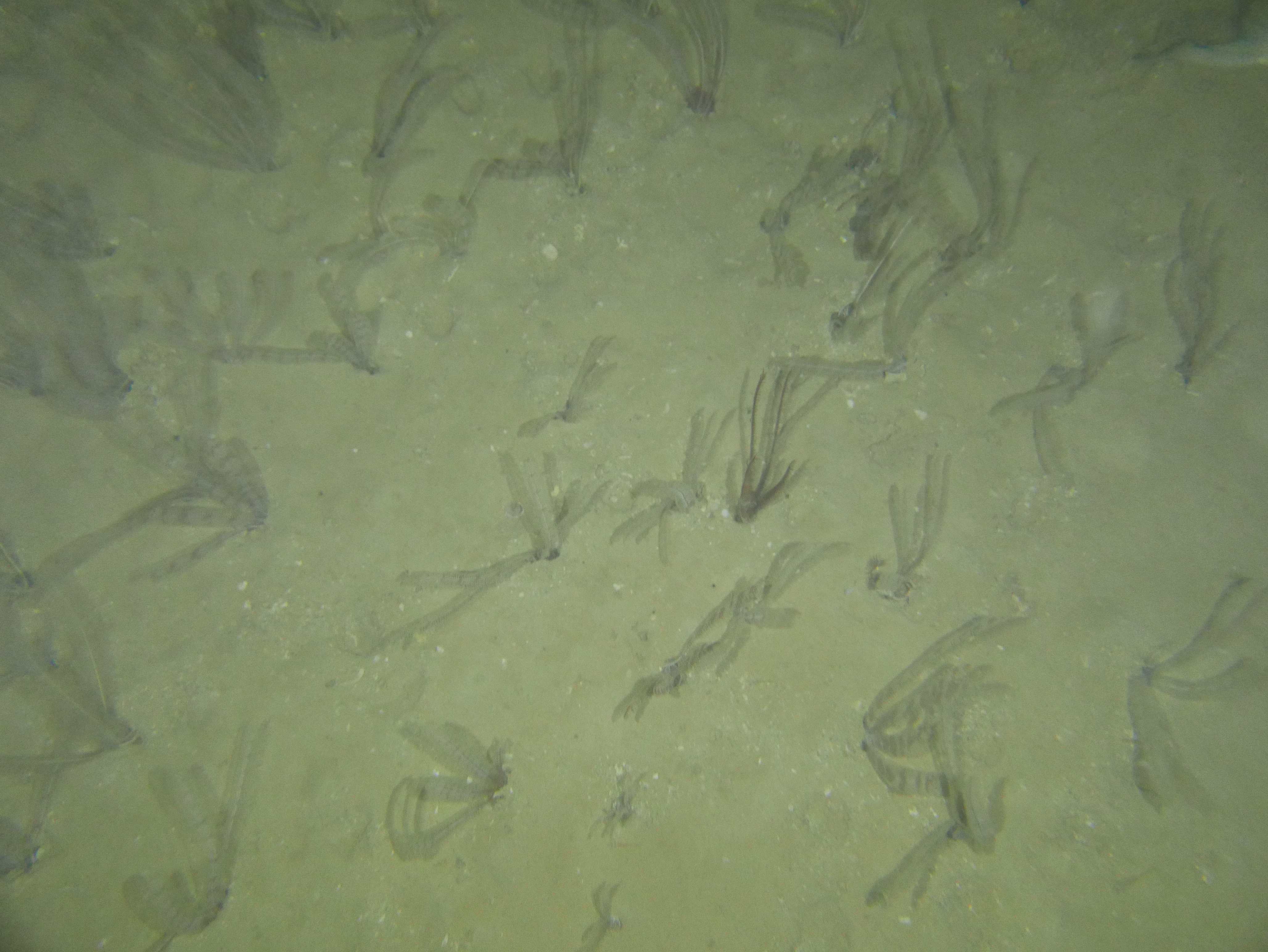 NWS2S benthic habitat still Area 1 Tow 7 Photo 1