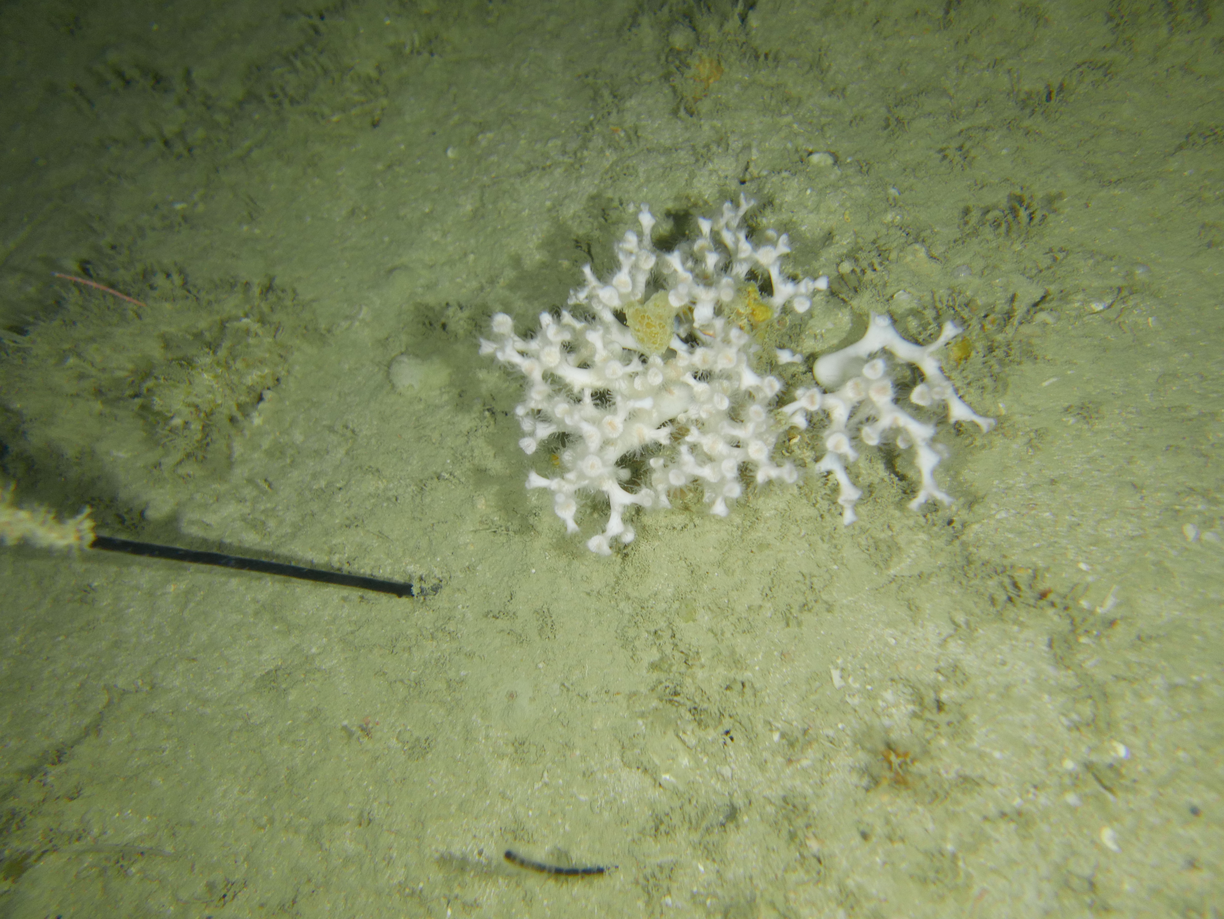 NWS2S benthic habitat still Area 2 Tow 9 Photo 1