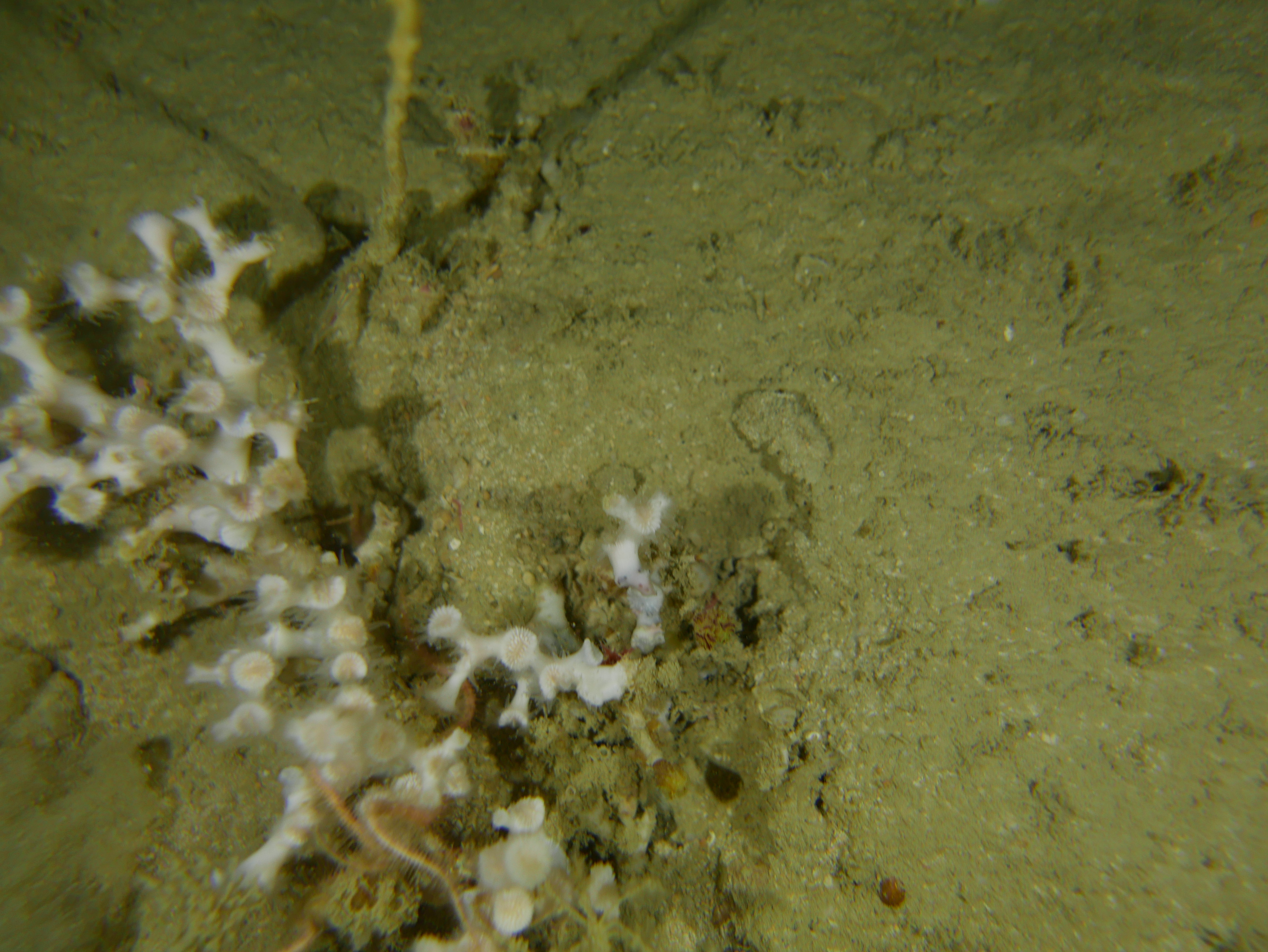 NWS2S benthic habitat still Area 2 Tow 9 Photo 2