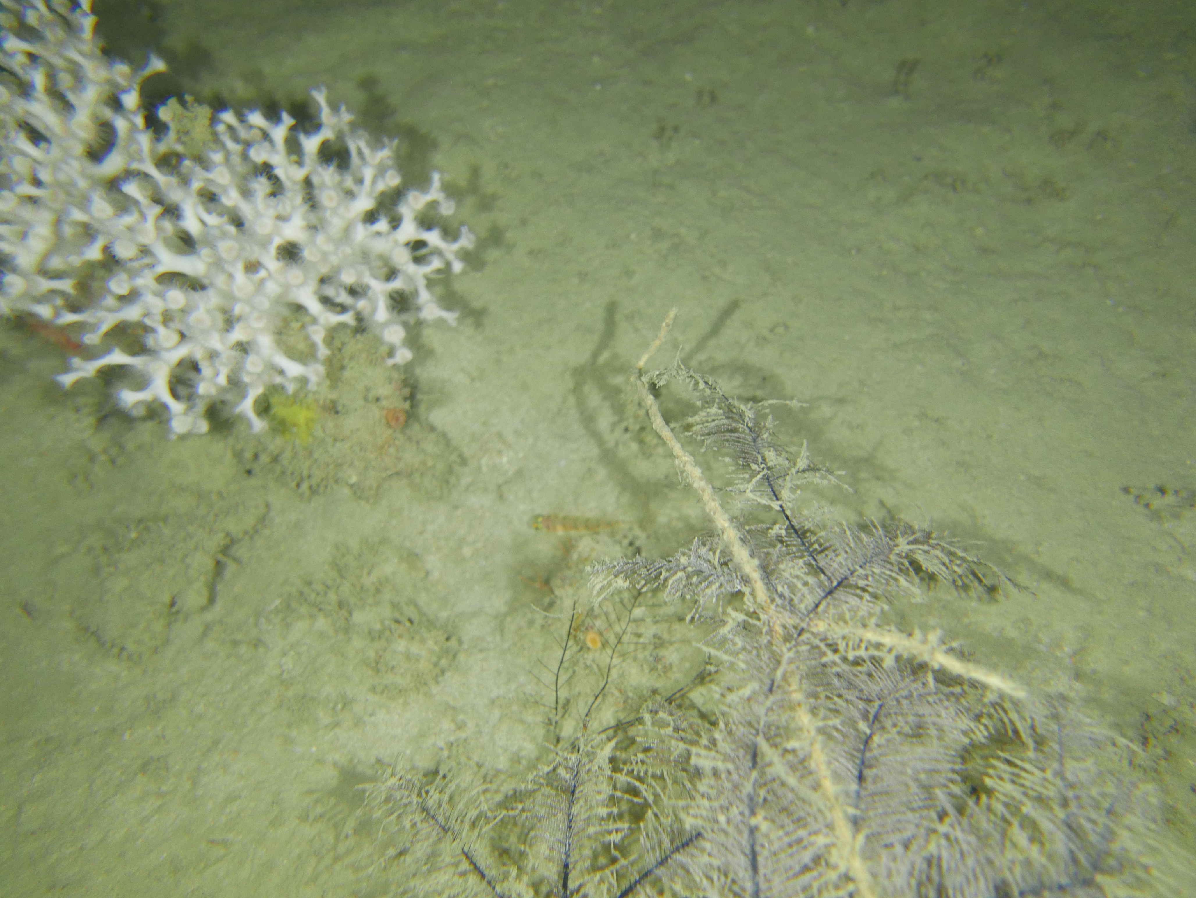 NWS2S benthic habitat still Area 2 Tow 9 Photo 3