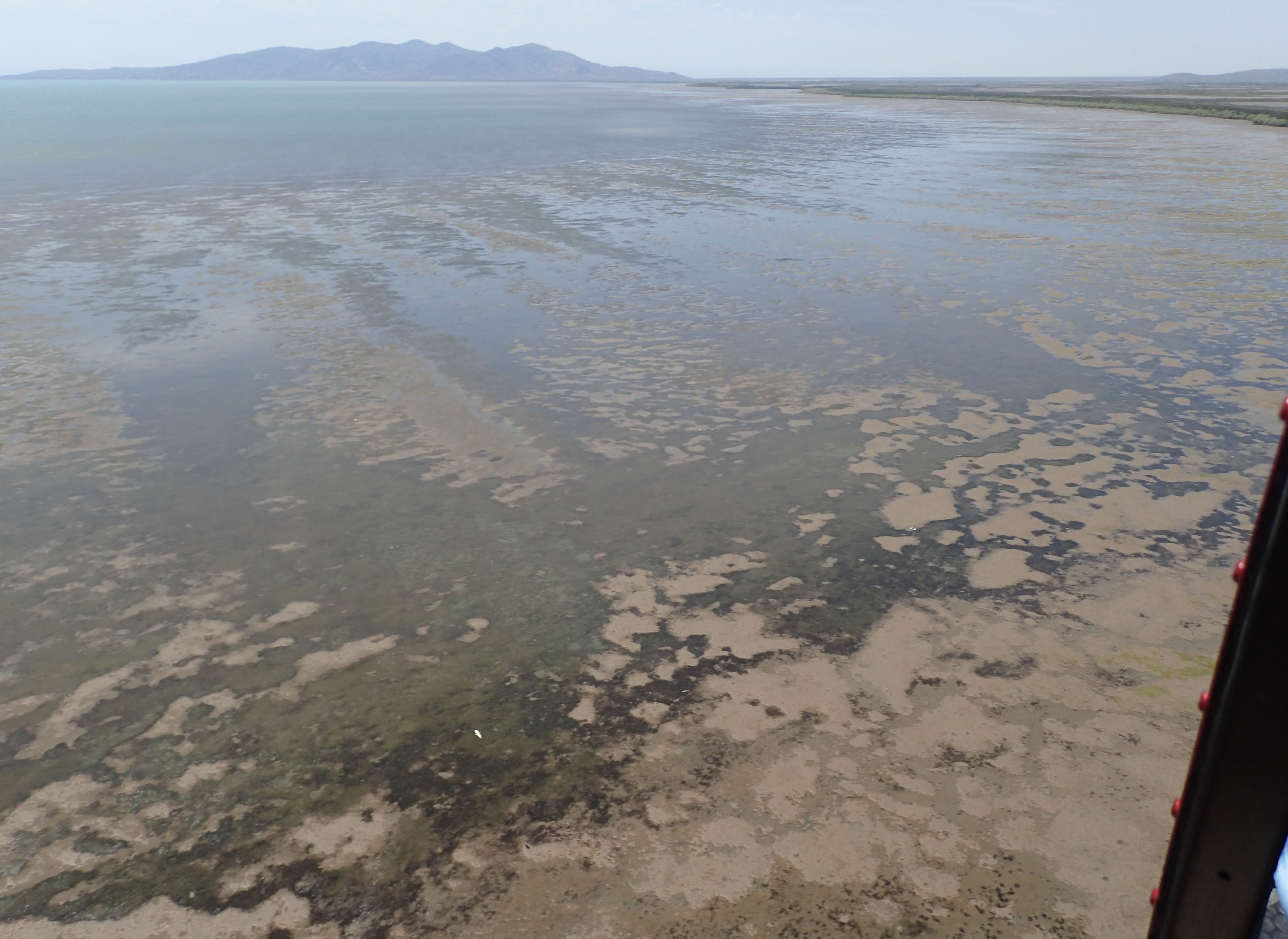 Areal photograph of seagrass meadows in the intertidal flats of Cleveland Bay
