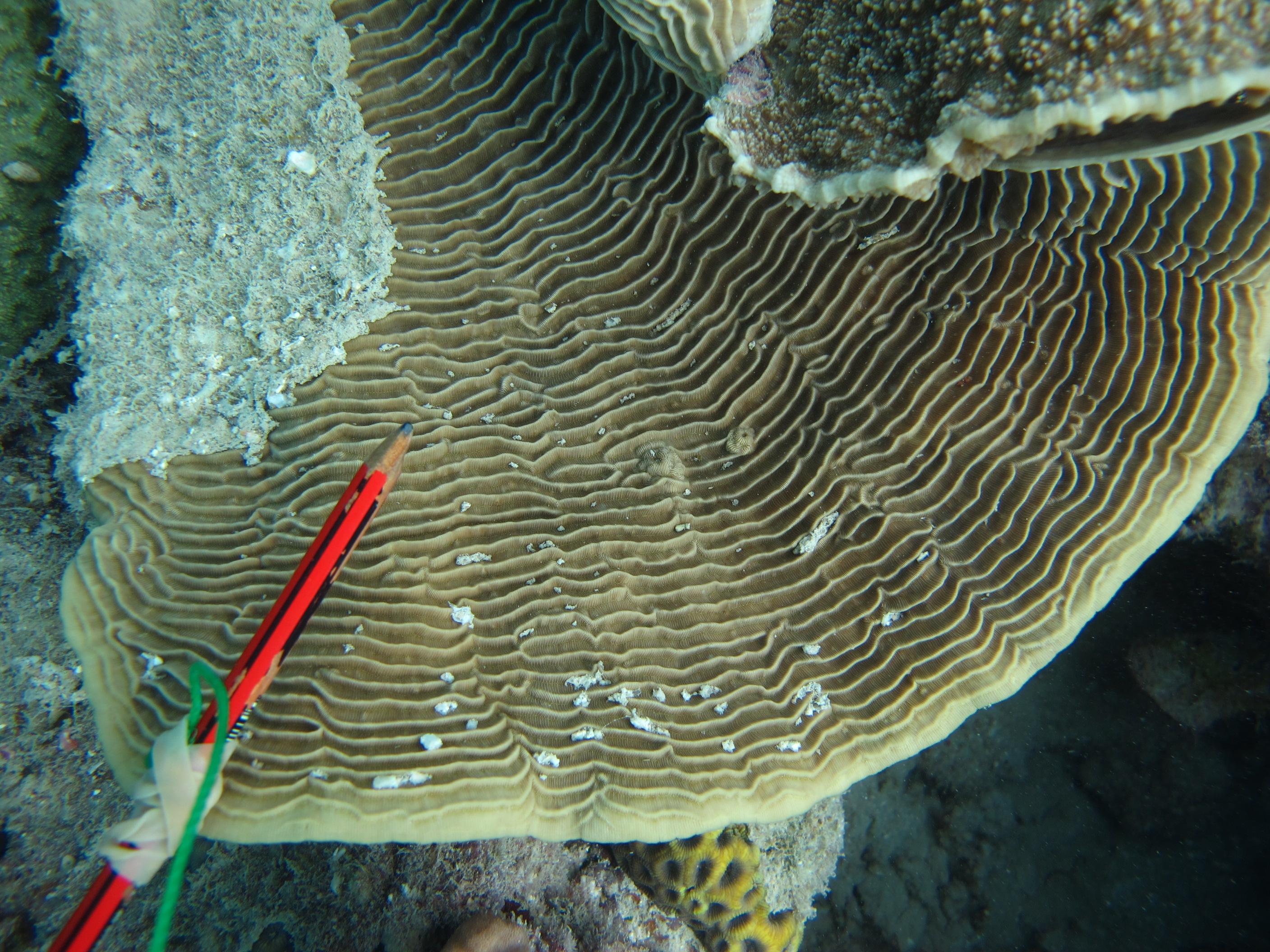 Pachyseris speciosa