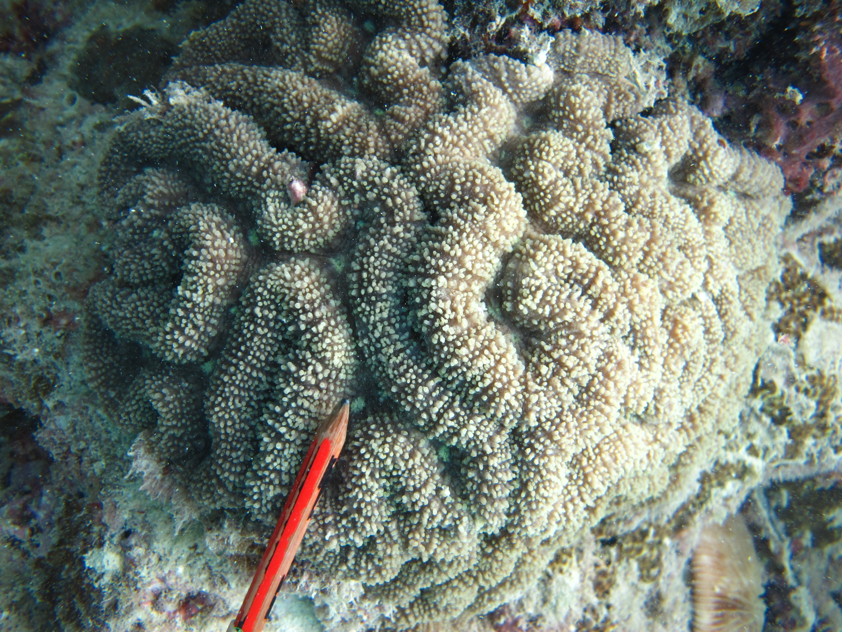 Lobophyllia robusta