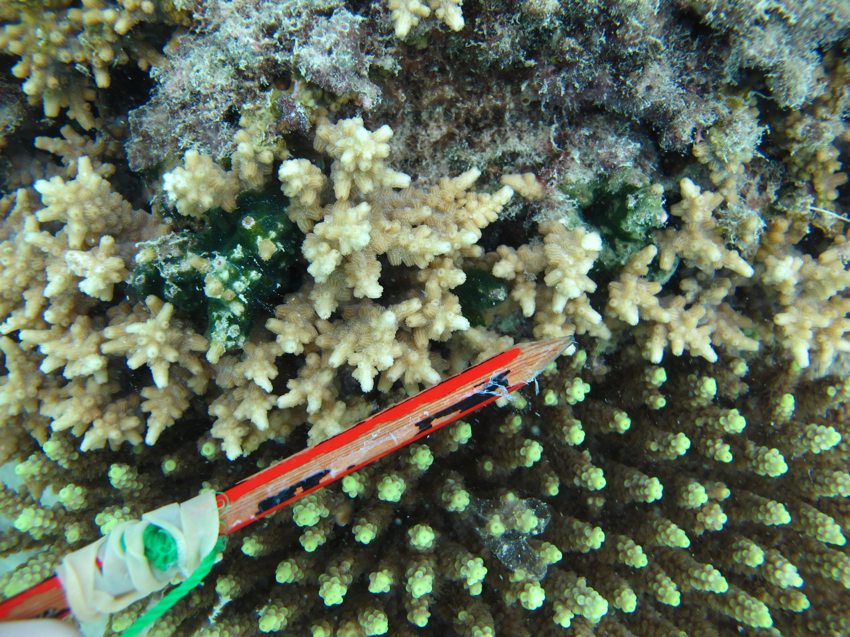 Cyphastrea decadia