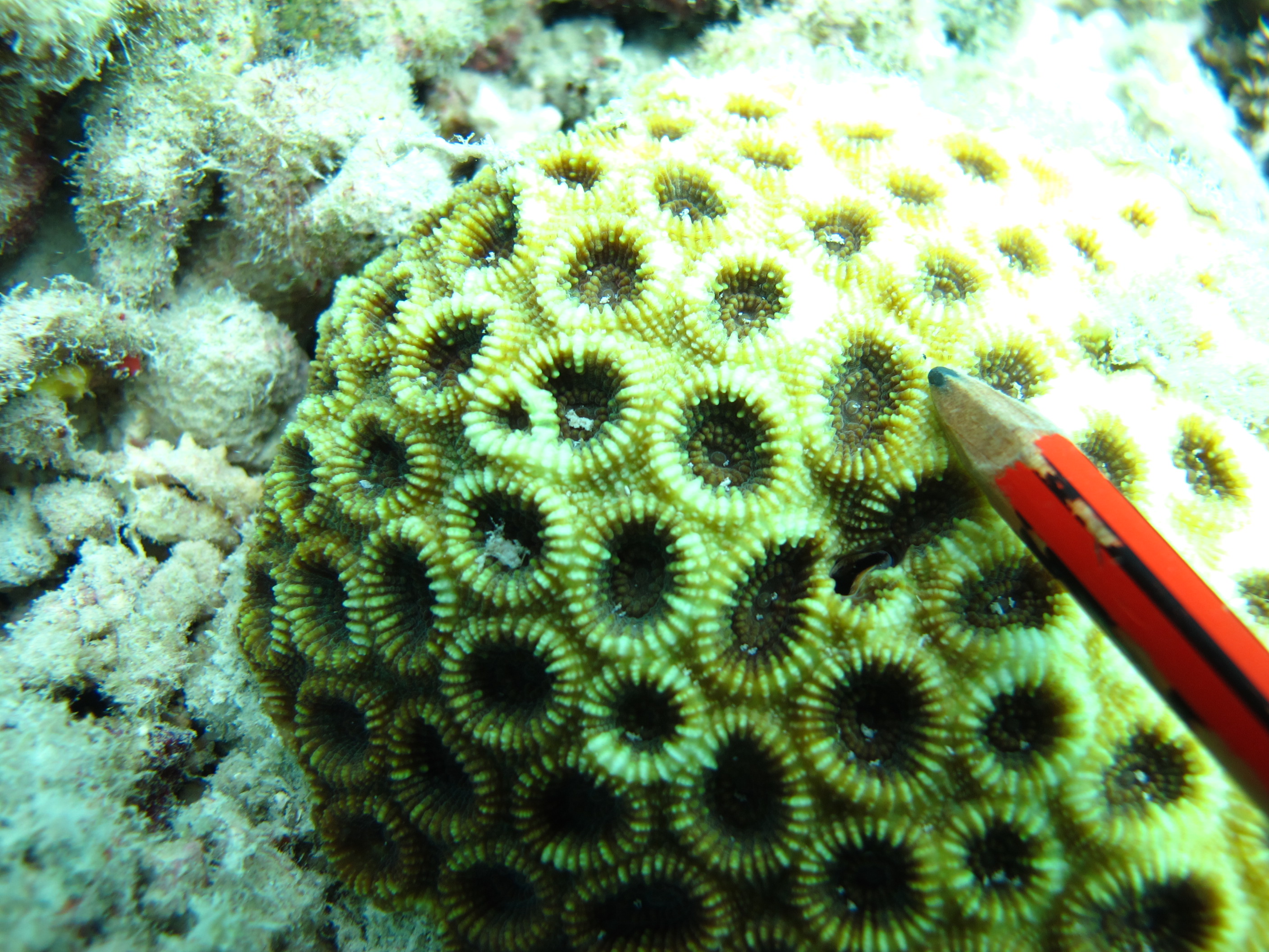 Acanthastrea faviaformis