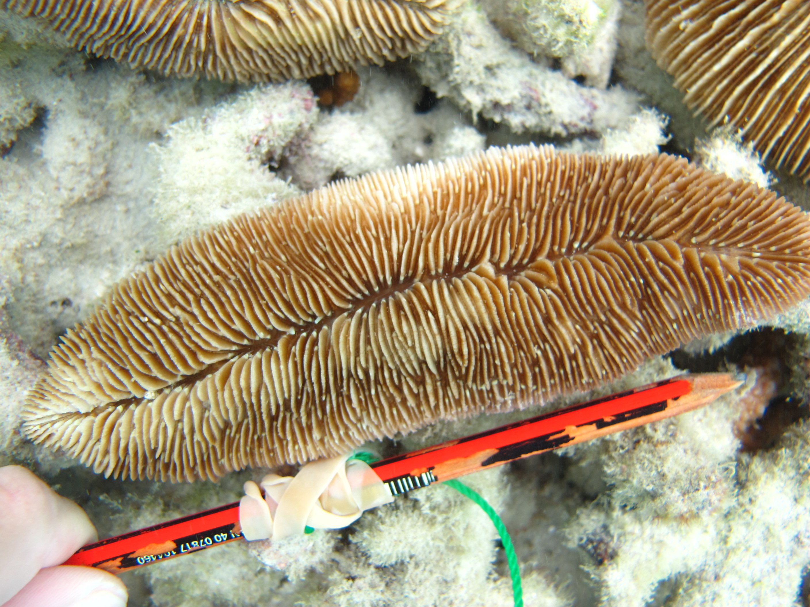 Herpolitha weberi