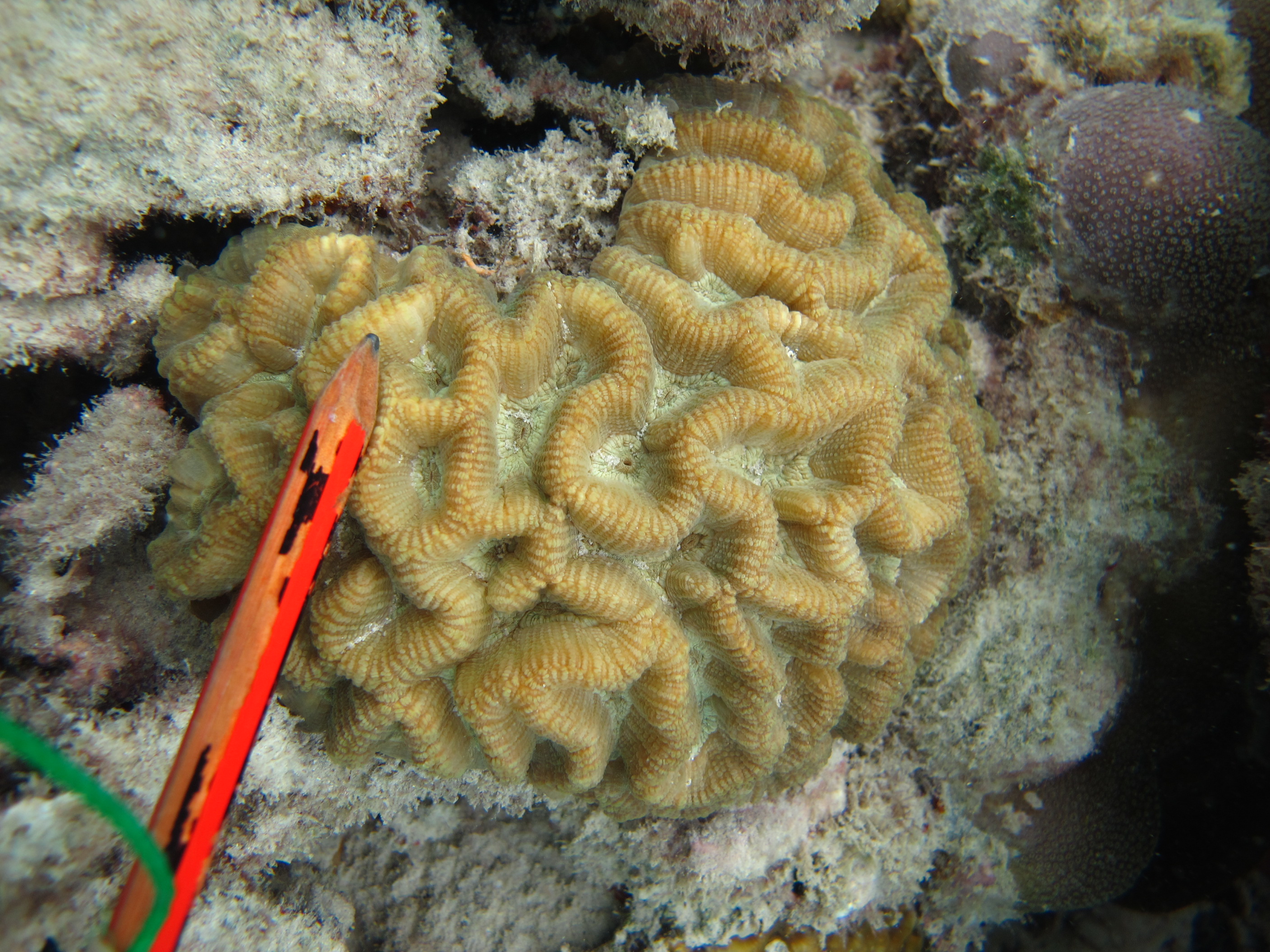 Goniastrea australensis