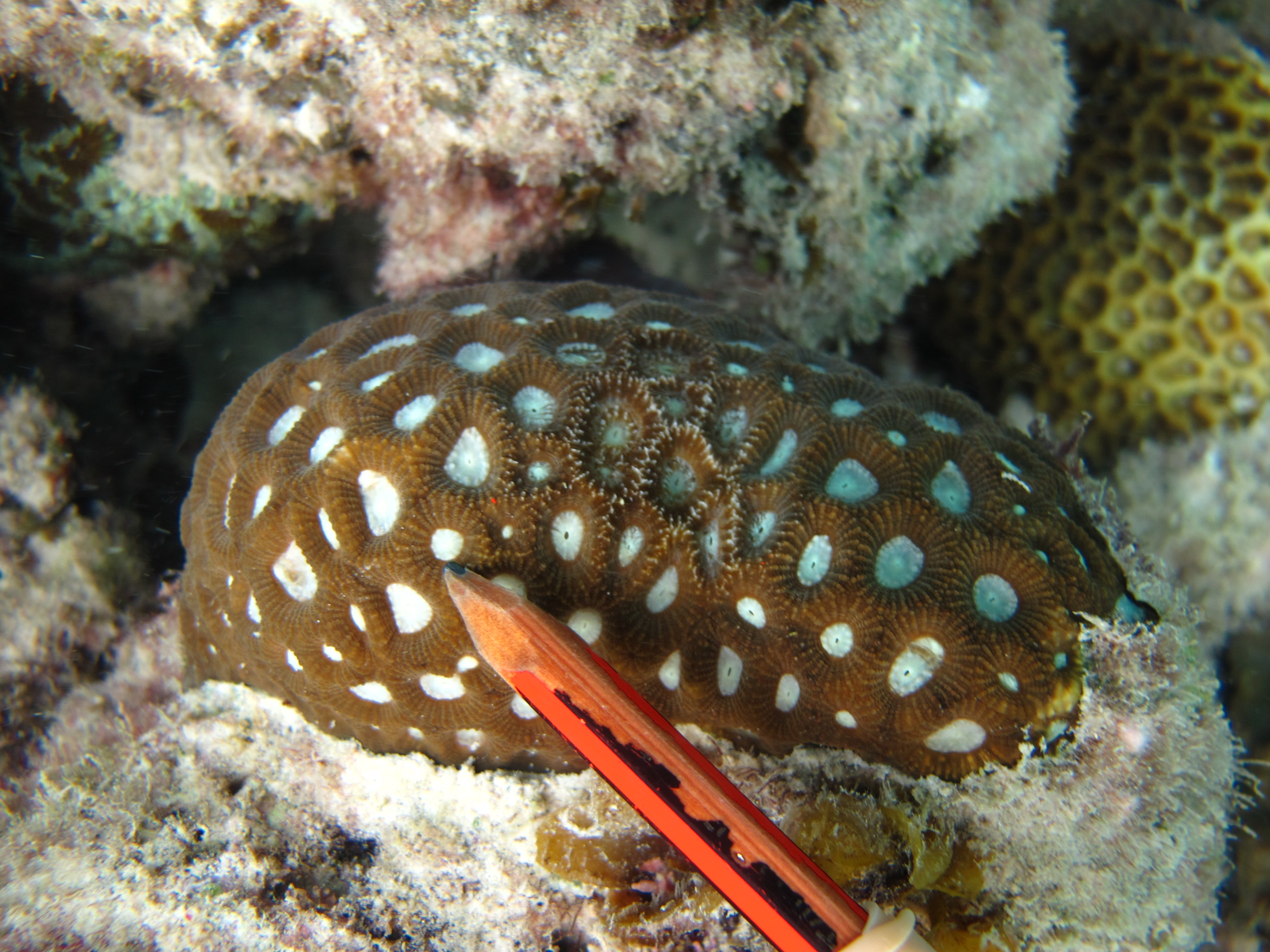 Favites complanata