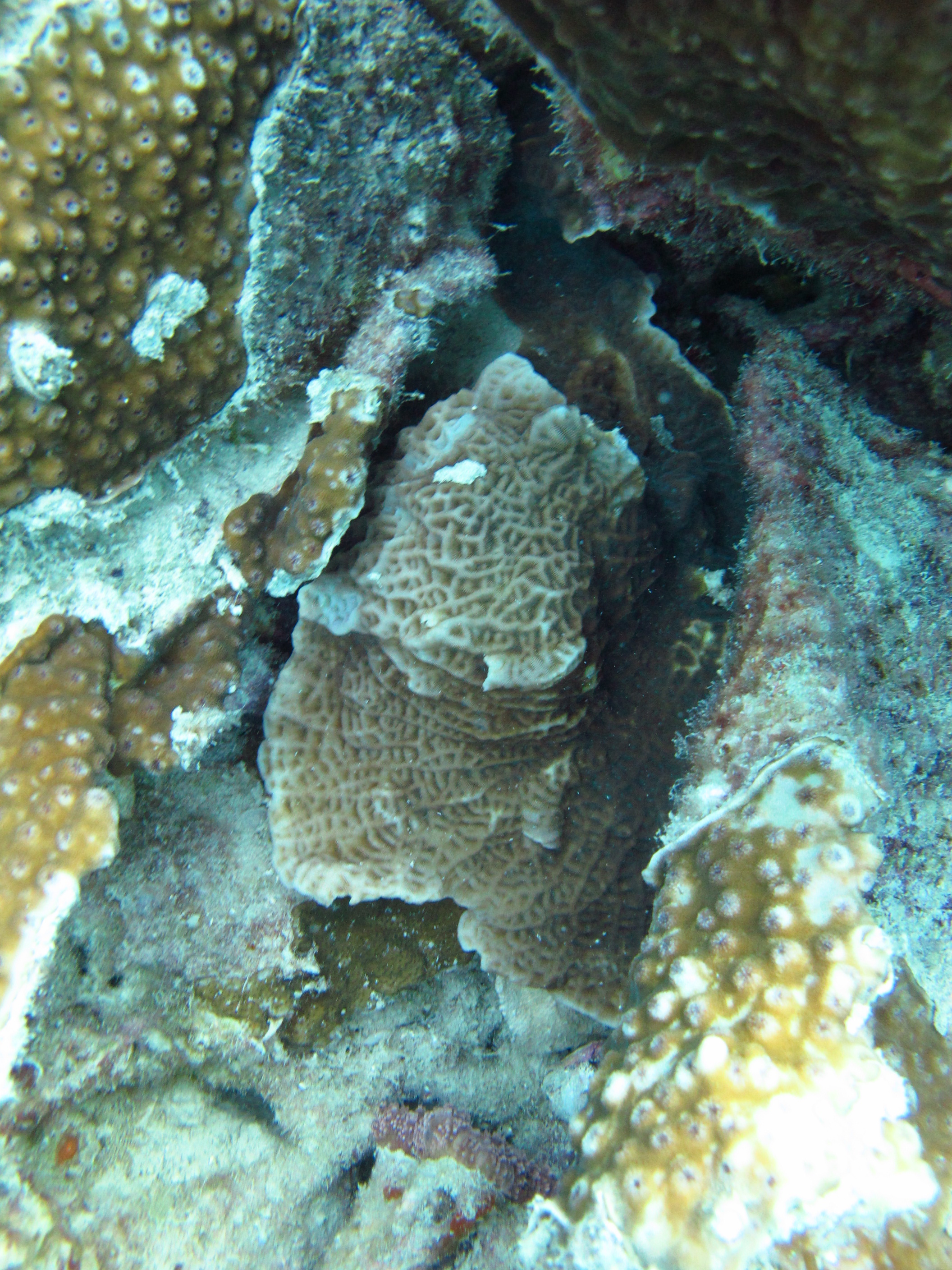 Leptoseris yabei