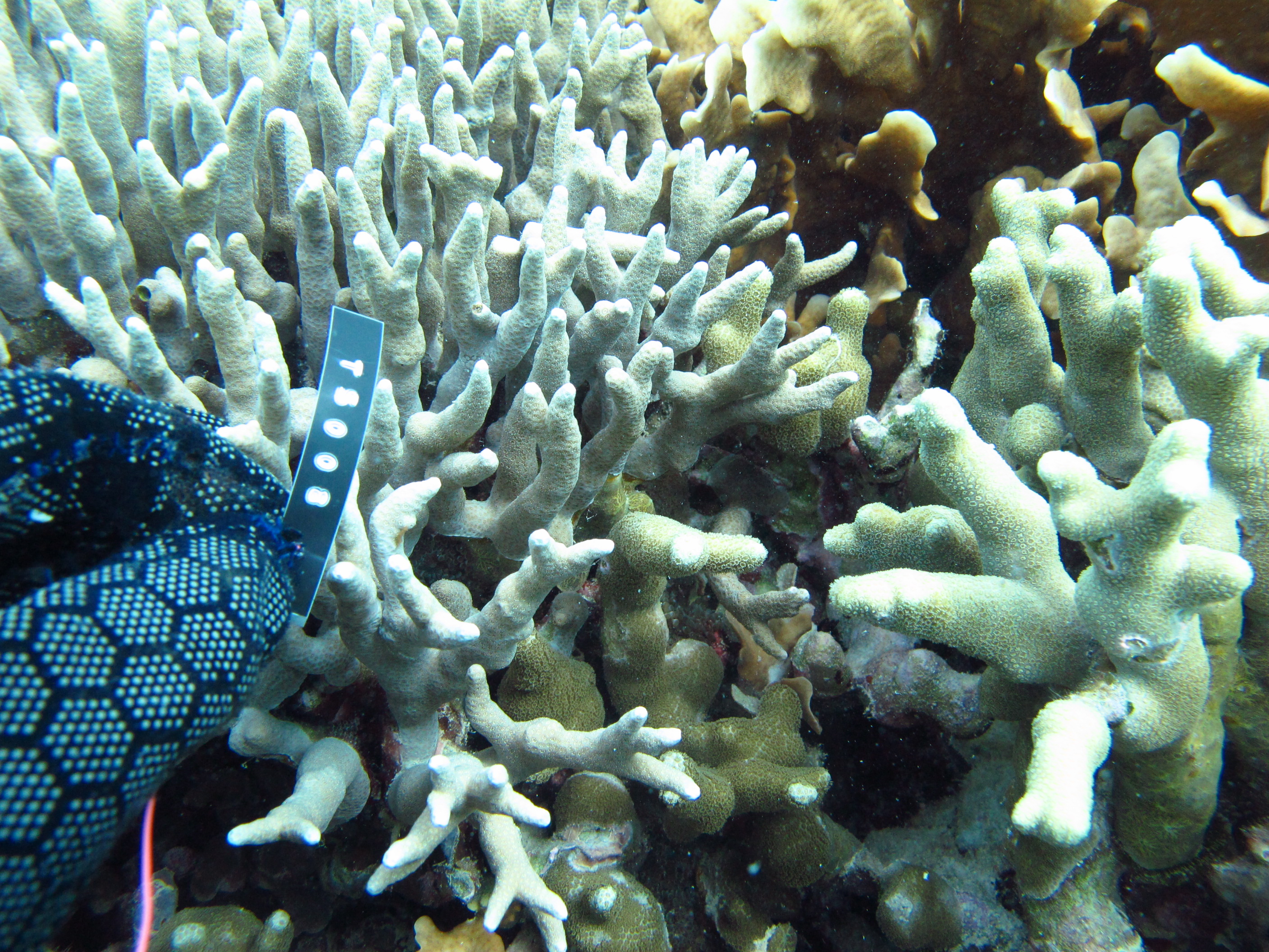 Porites cylindrica