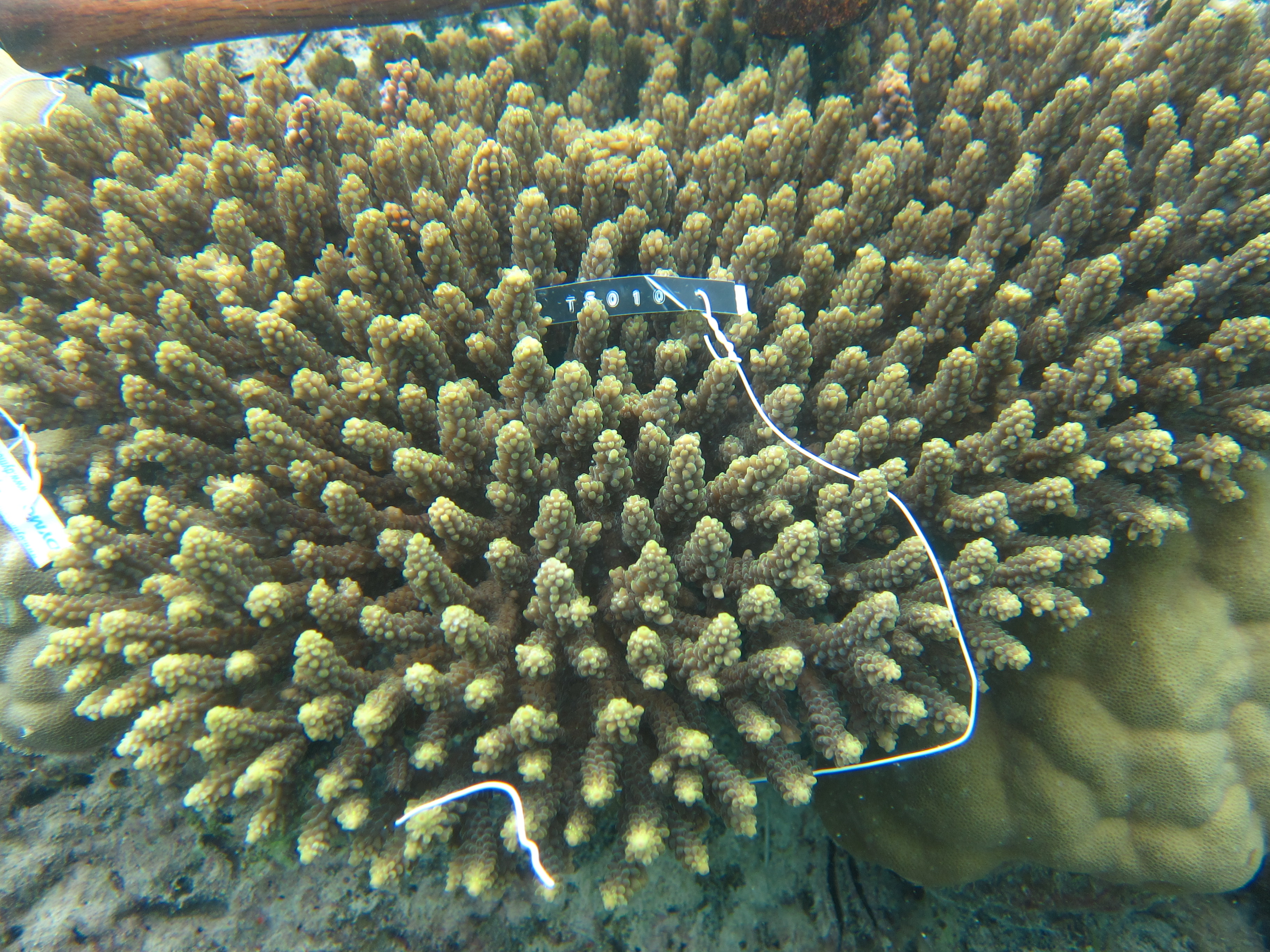 Acropora valida