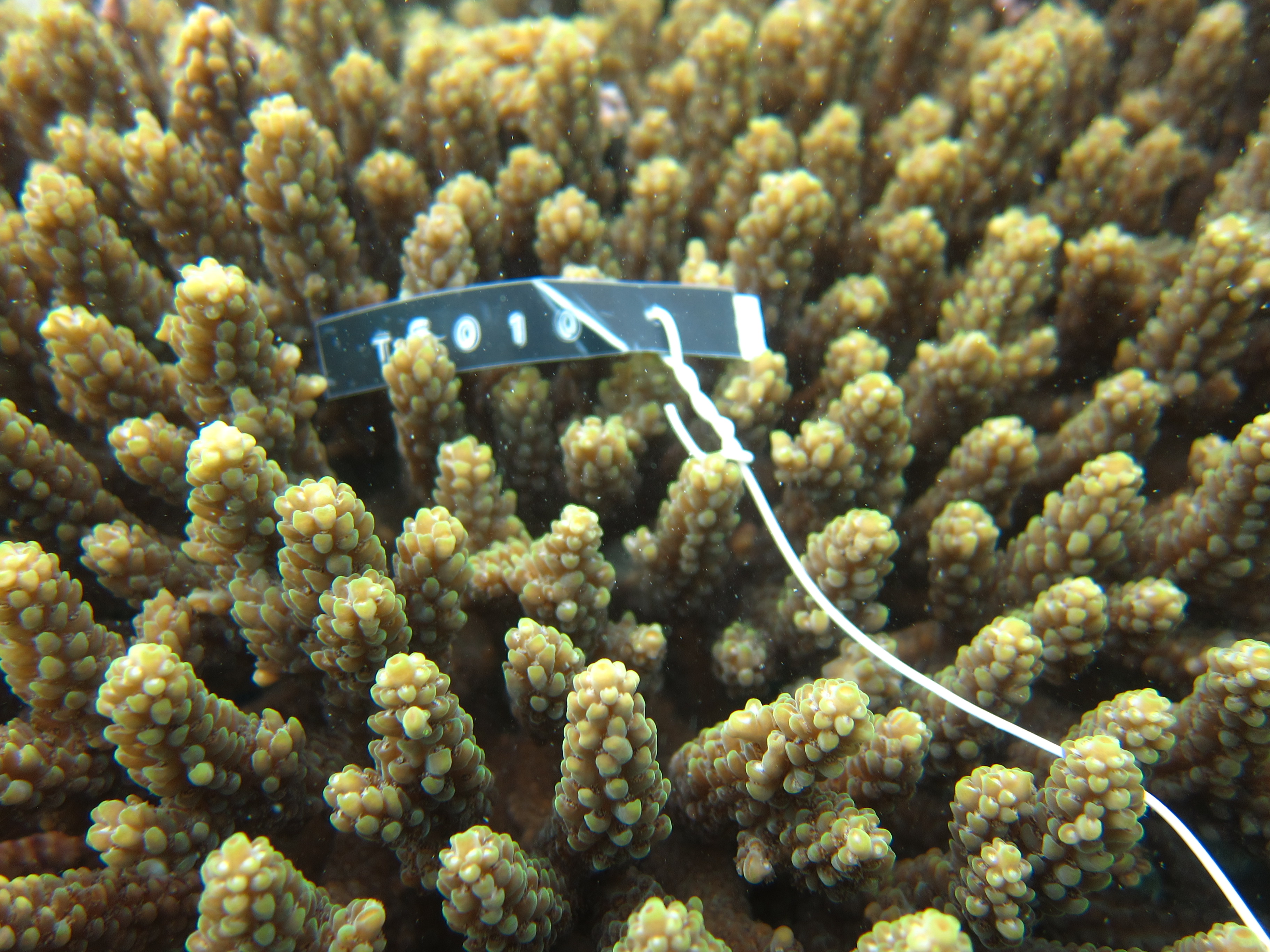 Acropora valida