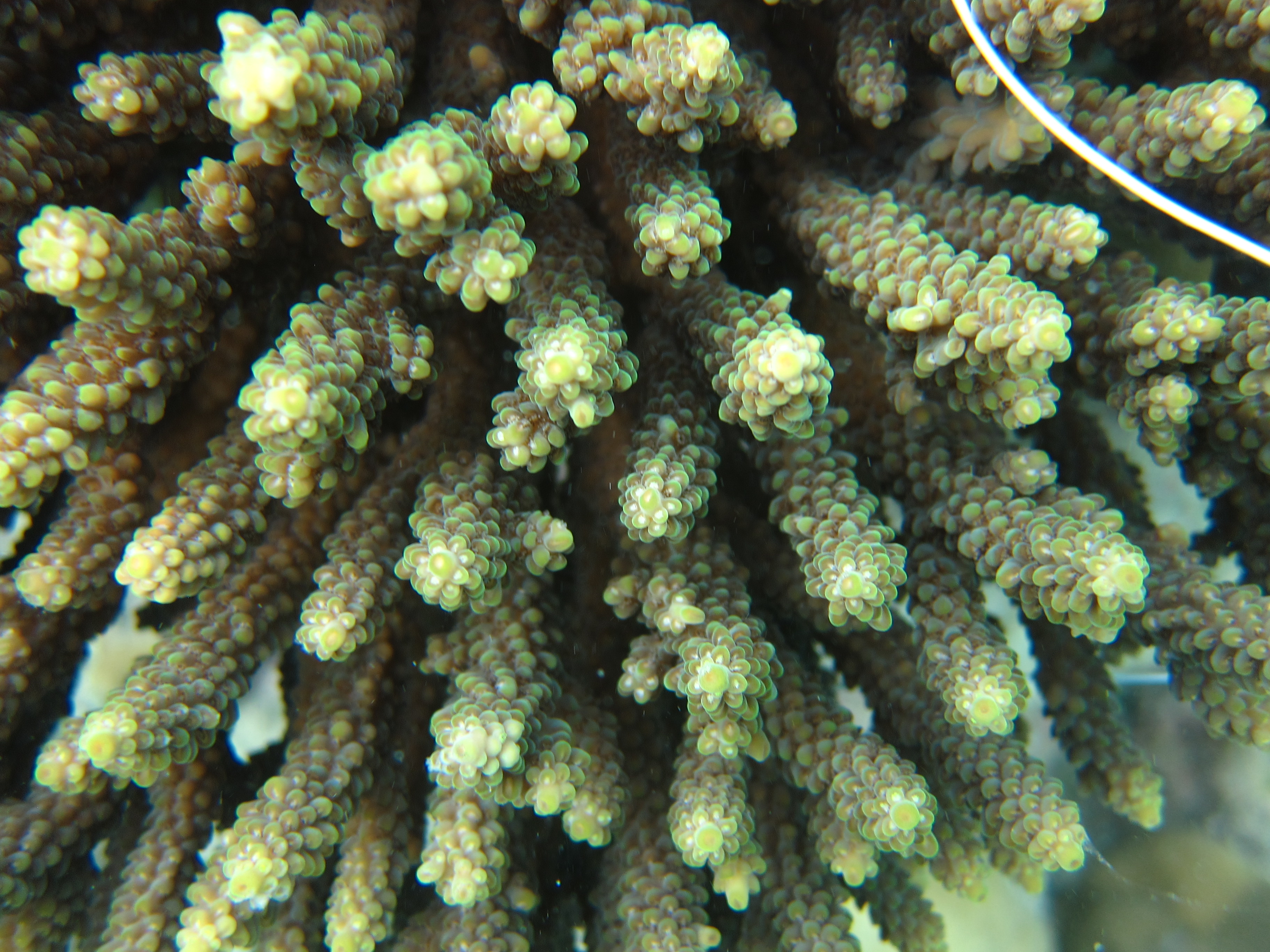 Acropora valida