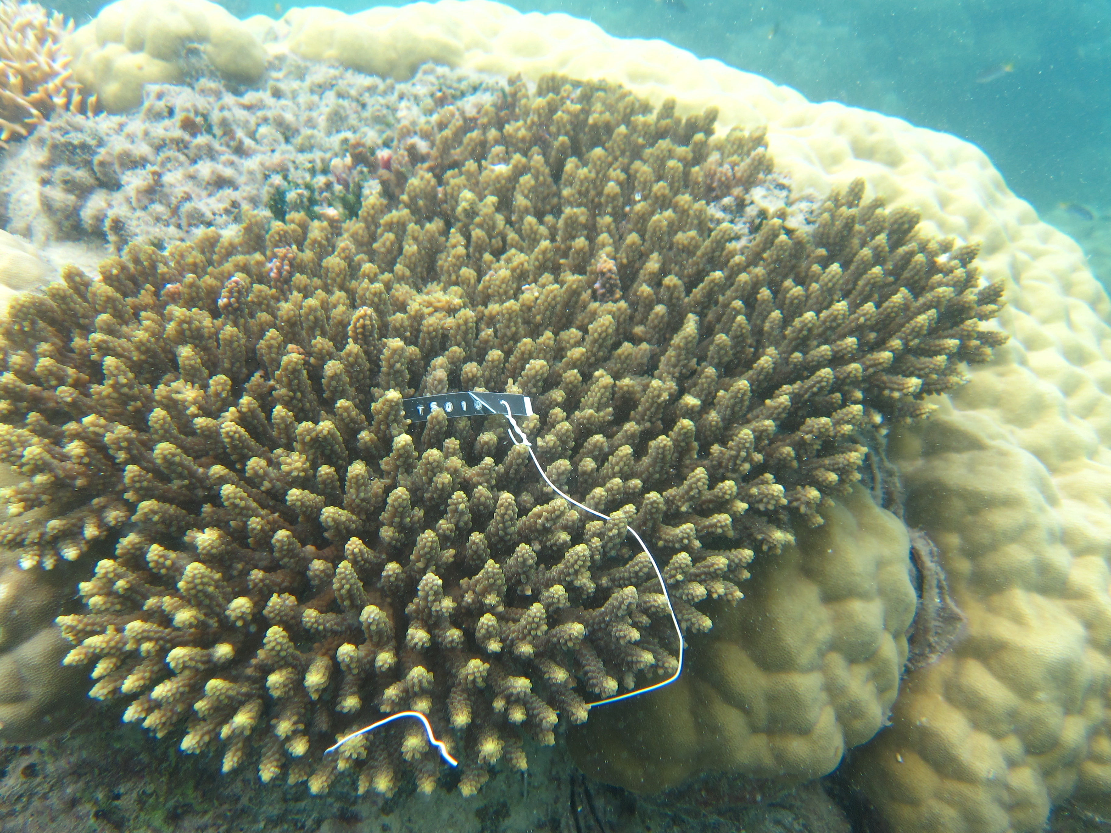 Acropora valida