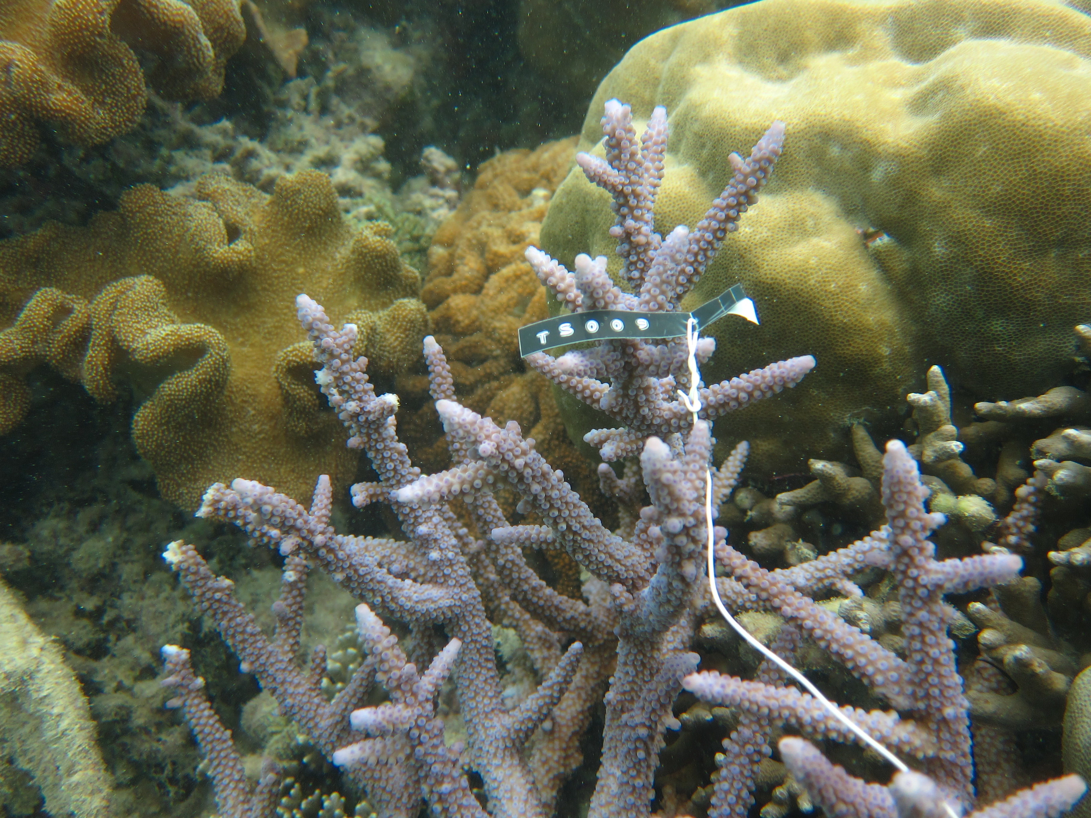 Acropora austera